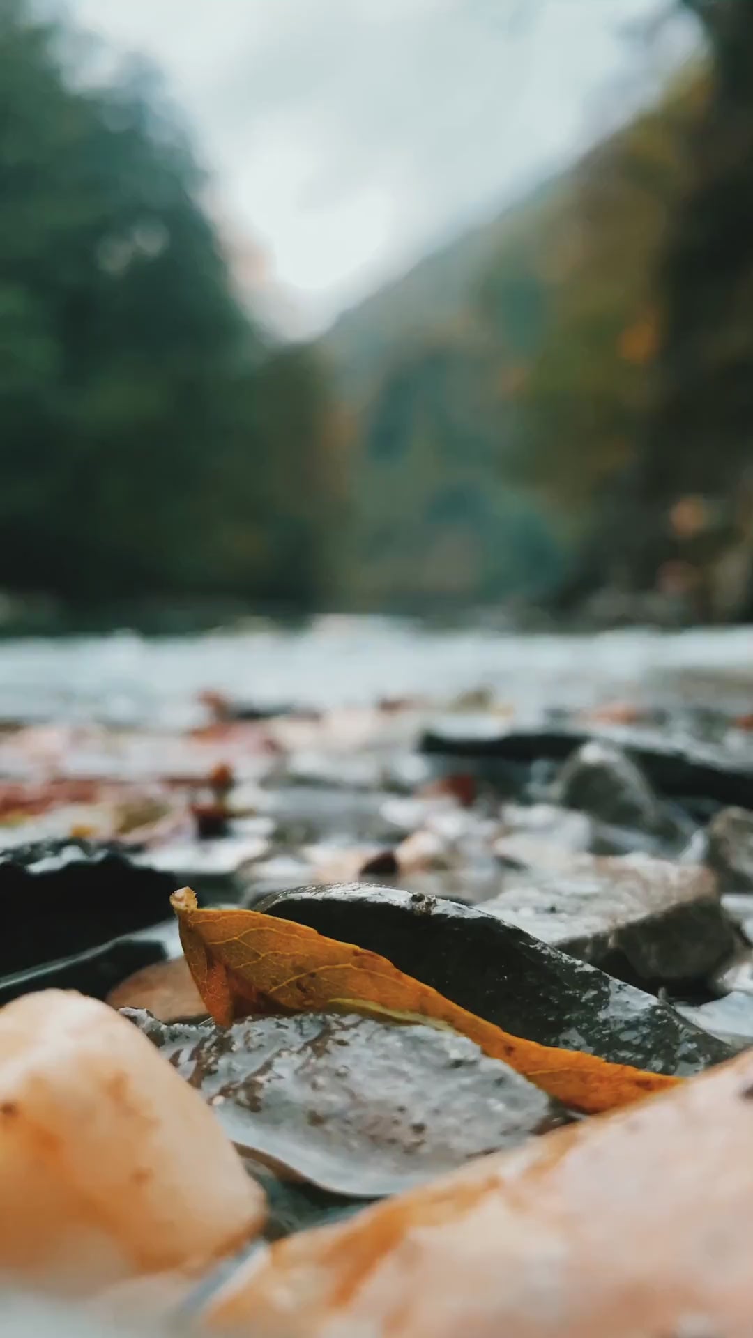 Portada del video